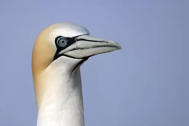 Basstölpel Lummenfelsen