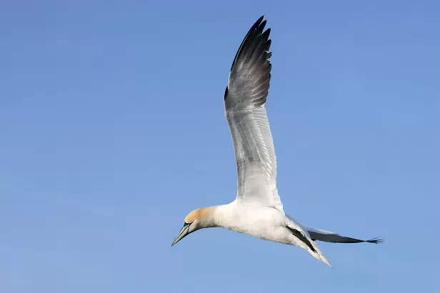 Basstölpel Lummenfelsen