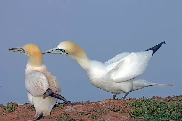 Basstölpel Lummenfelsen