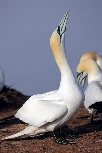 Basstölpel Lummenfelsen