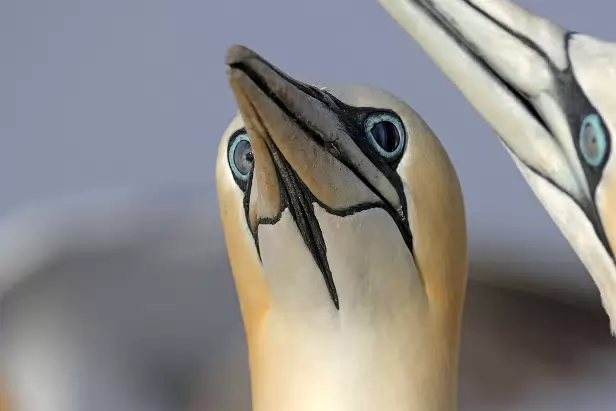 Basstölpel Treffpunkt Lummen-Info