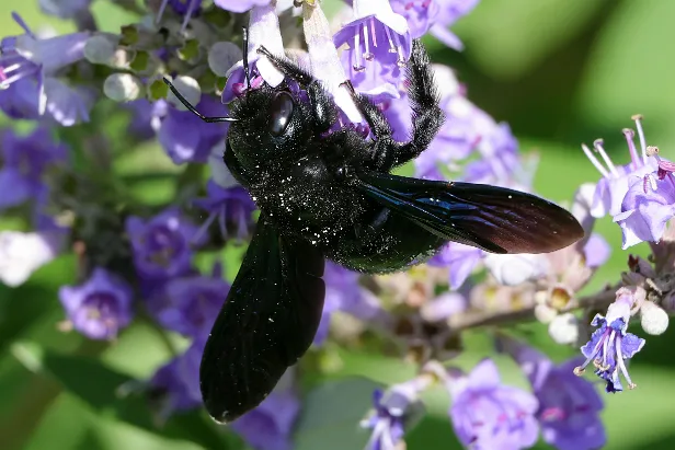 Große Blaue Holzbiene Xylocopa violacea