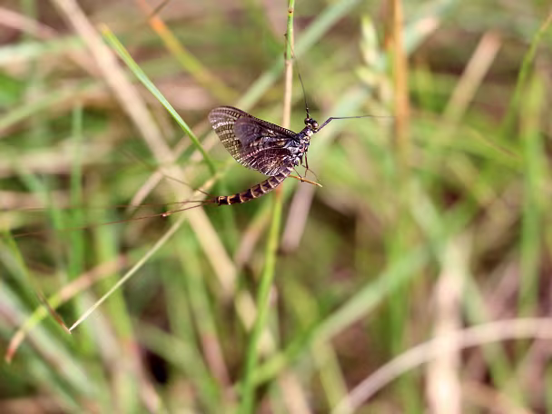 Eintagsfliegen