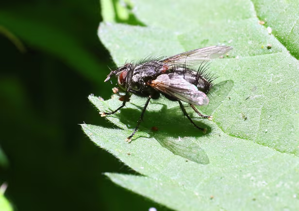 Fliege