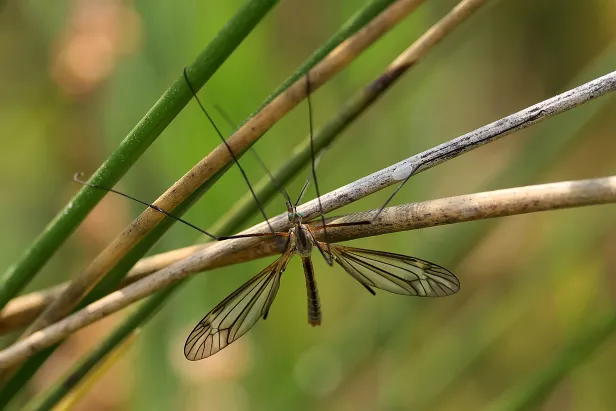 Frühlings-Schnake Tipula vernalis
