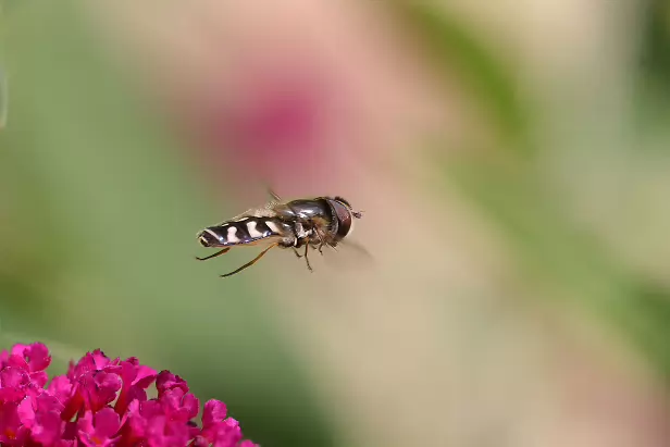 Späte Großstirnschwebfliege