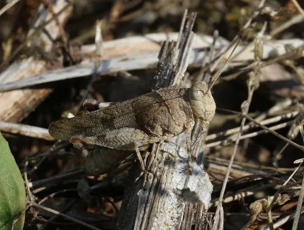 Blauflügeligen Ödlandschrecke Oedipoda caerulescens