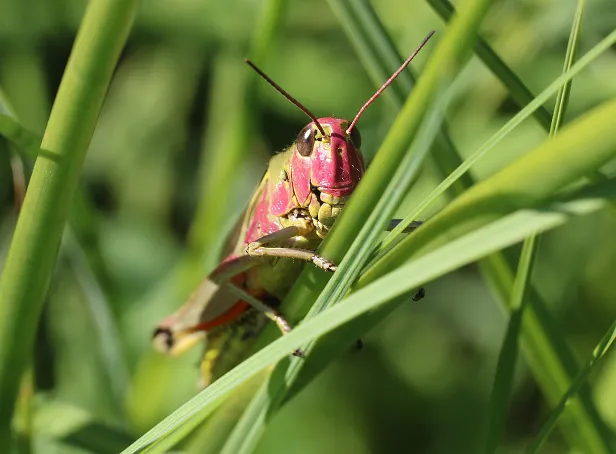 Bunte Grashüpfer Omocestus viridulus