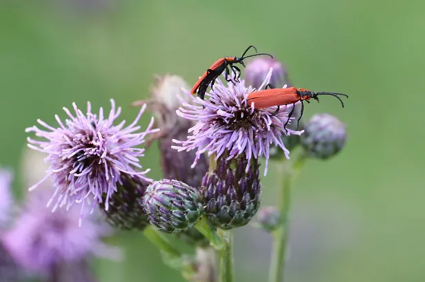 Rüssel-Rotdeckenkäfer Lygistopterus sanguineus