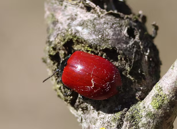 Pappelblattkäfer