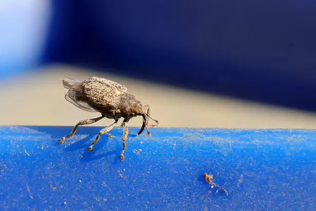 Gefleckter Kohltriebrüssler