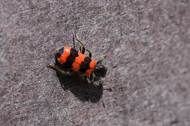 Gemeiner Bienenkäfer