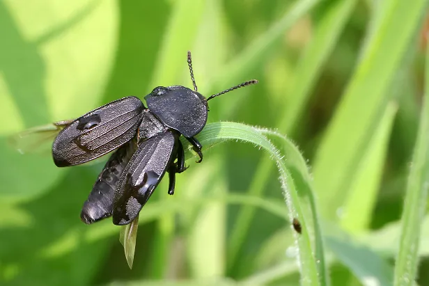 Schwarze Aaskäfer Phosphuga atrata