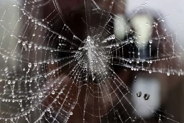 Spinnennetz