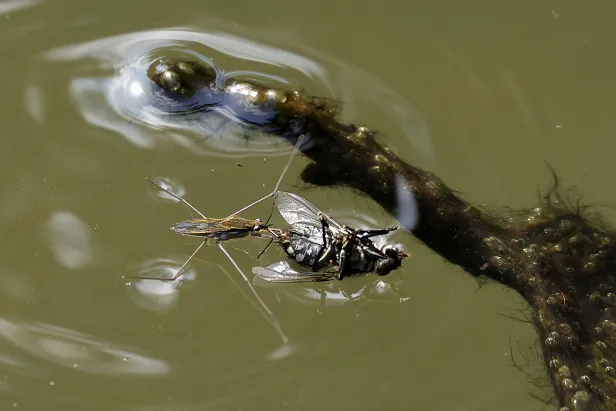 Wasserläufer Gerris lacustris mit Fliege
