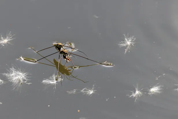 Wasserläufer