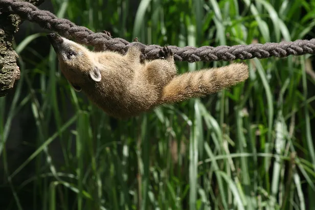 Südamerikanische Nasenbär