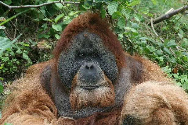 Sumatra-Orang-Utan
