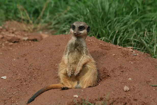 Erdmännchen
