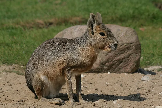 Marara