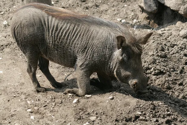Warzenschwein