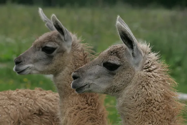 Lama