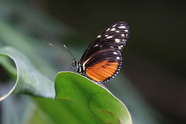 Tiger-Passionsblumenfalter