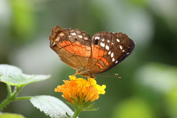 Tiger-Passionsblumenfalter