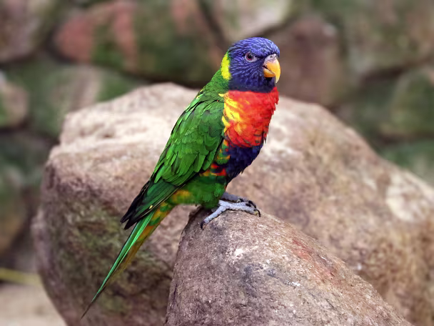 Zoovögel