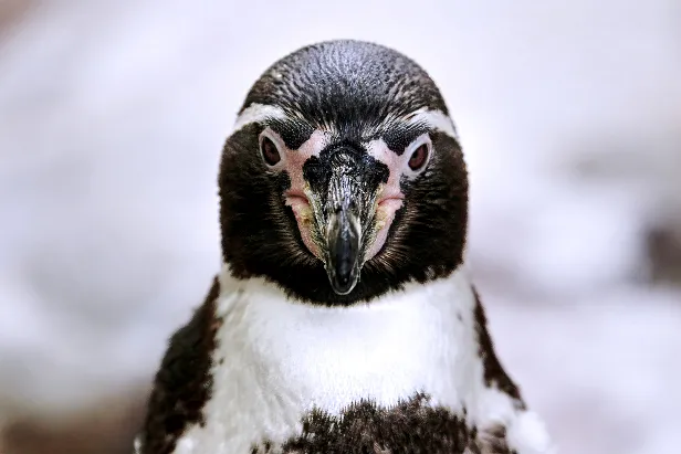 Pinguin Weltvogelpark Walsrode