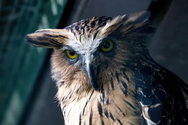 Sunda-Fischuhu Weltvogelpark Walsrode