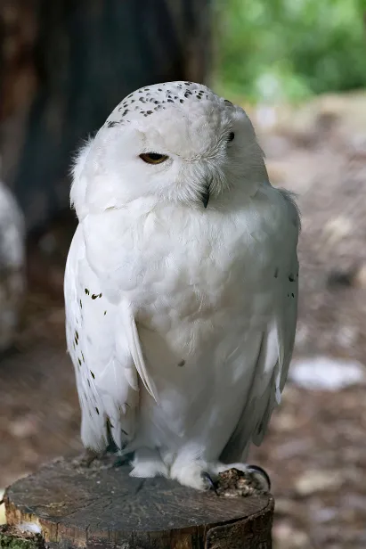 Schnee-Eule Weltvogelpark Walsrode
