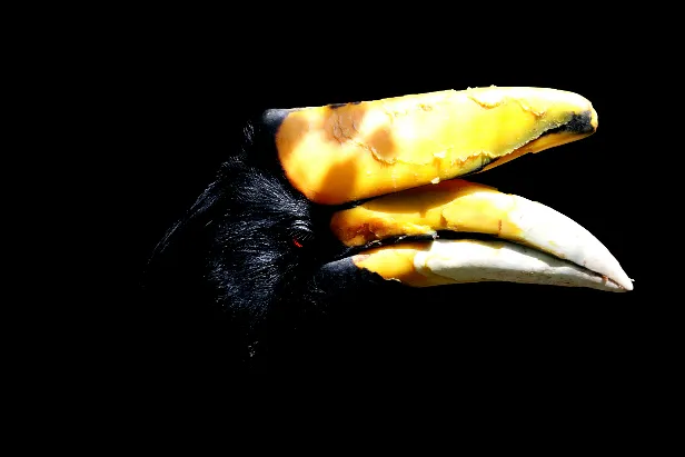 Java-Rhinozeroshornvogel Weltvogelpark Walsrode