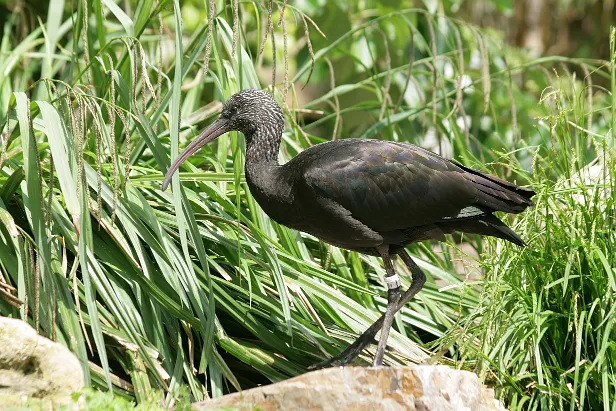 Brauner Sichler Plegadis falcinellus