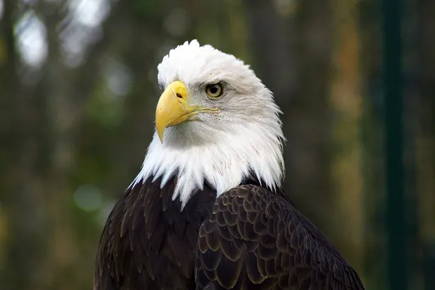 Weißkopfseeadler