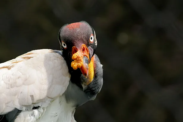 Königsgeier