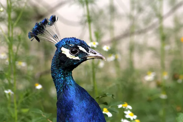 Blaue Pfau