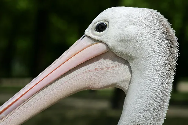 Pelikan
