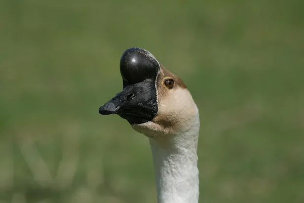 Höckergans