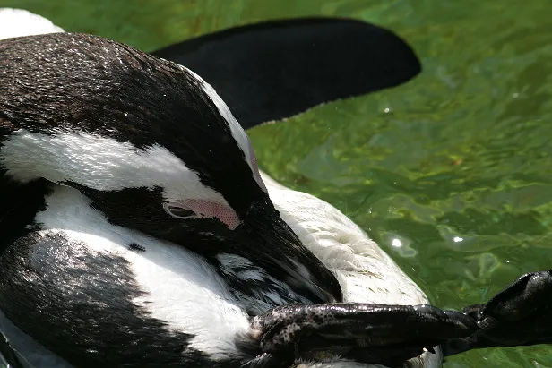 Brillenpinguin